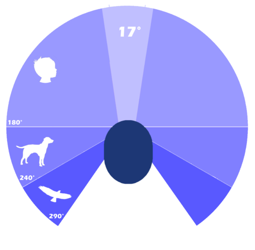 Tim- visual field comparison